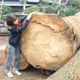 九州にある大きな楠の木を使って製作します