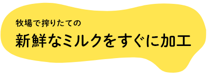 牧場で搾りたての新鮮なミルクをすぐに加工