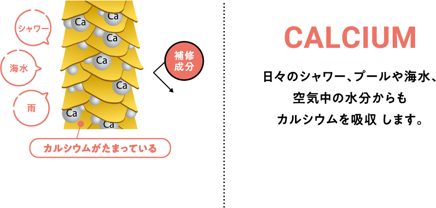 シャワー 海水 雨 カルシウムがたまっている 補修成分 CALCIUM 日々のシャワー、プールや海水、空気中の水分からもカルシウムを吸収します。