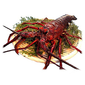 lobster_300x300