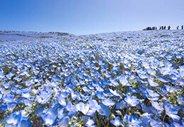 美しい青色の絨毯！全国の絶景ネモフィラ畑16選