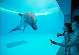 九十九島水族館海きらら