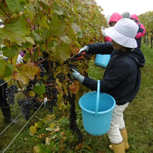 秋のブドウ収穫体験＆仕込風景の見学、ビンテージワイン試飲コース（～9/15）