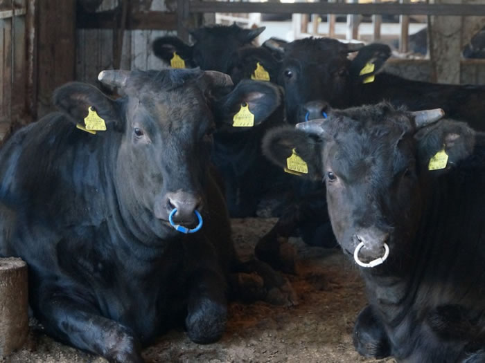 近江牛が消えるかも…コロナから日本三大和牛「近江牛」の生産農家の未来を守りたい！