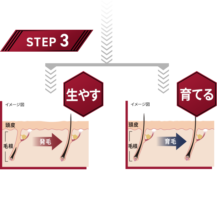 STEP 3 生やす 育てる 発毛剤 育毛剤