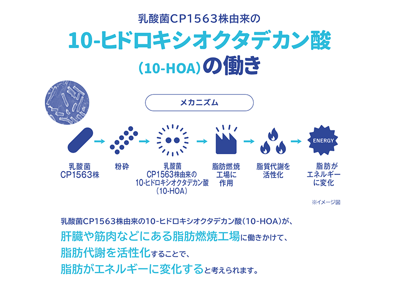 乳酸菌CP1563株由来の10-ヒドロキシオクタデカン酸 (10-HOA)の働き 乳酸菌CP1563株由来の10-ヒドロキシオクタデカン酸(10-HOA)が、肝臓や筋肉などにある脂肪燃焼工場に働きかけて、脂肪代謝を活性化することで、脂肪がエネルギーに変化すると考えられます。