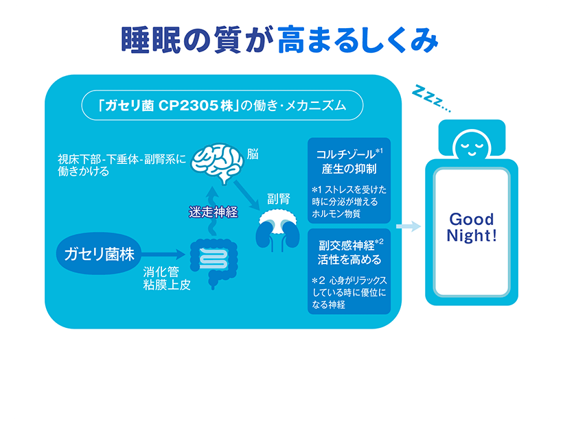 睡眠の質が高まるしくみ